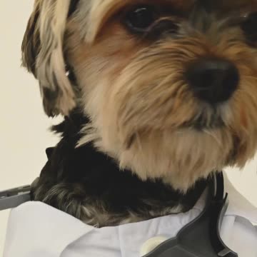 Little Doggy Playing Doctor ! :D So Funny and Cute