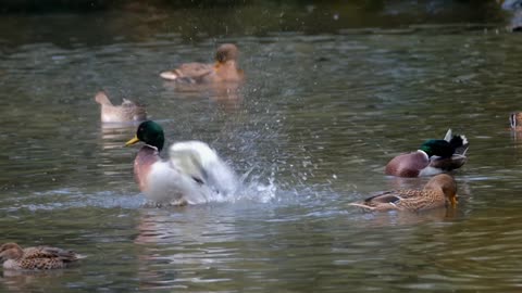 Ducks enjoy