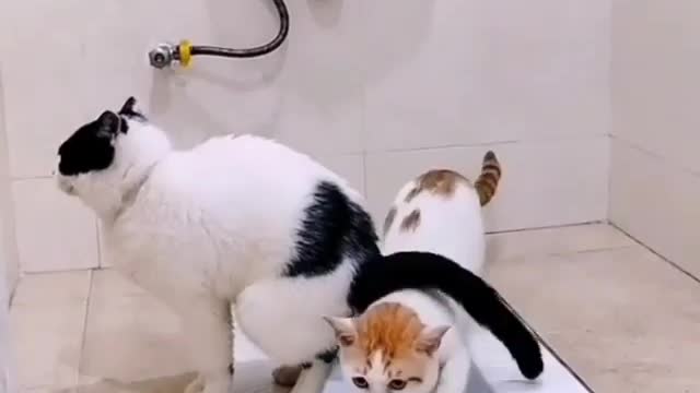 Cute twin cat