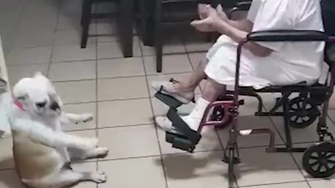 Hilarious Dog Dances As Grandma Sings!