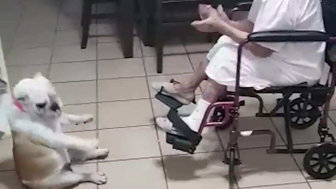 Hilarious Dog Dances As Grandma Sings!