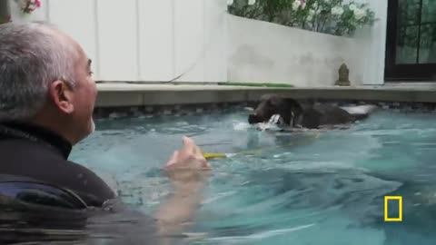 Teaching a Fixated Dog to Focus