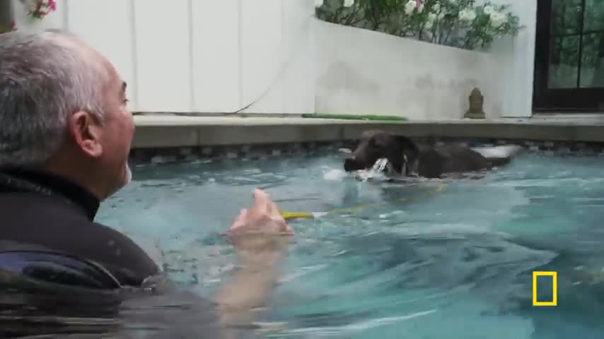 Teaching a Fixated Dog to Focus