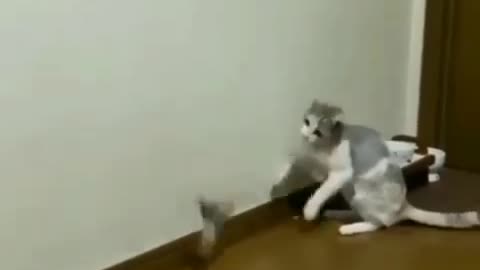 Funny cat