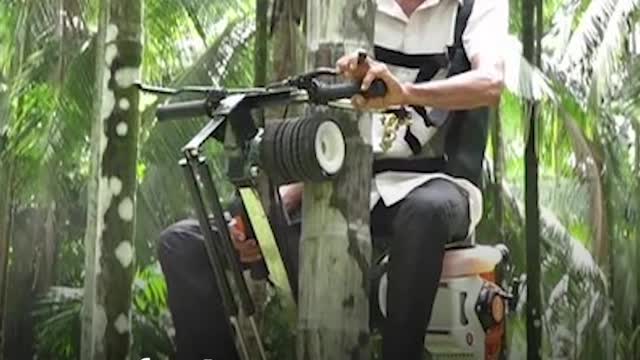 Now you can climb the tree easily