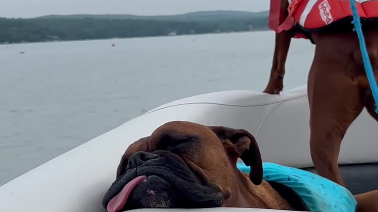 Boating Boxer Rides The Wind || Viral Verse