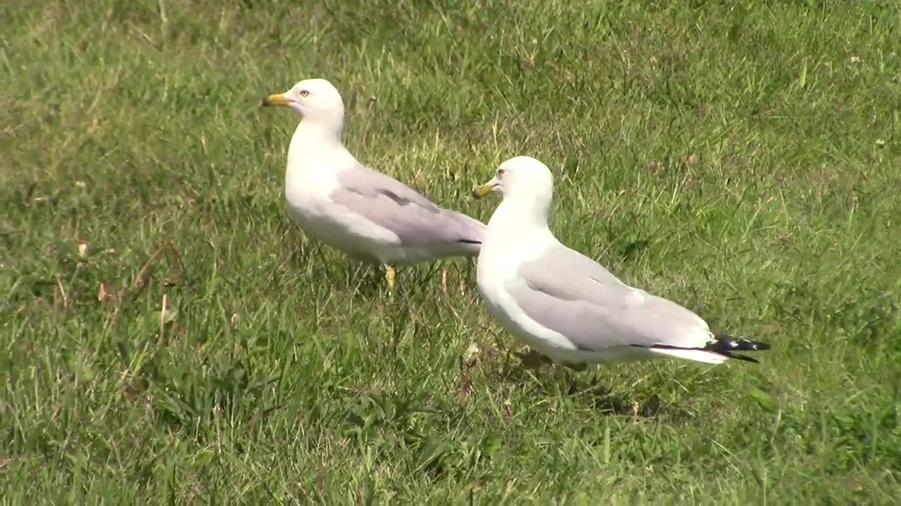 Birds of Newfoundland-Ring-Billed Gull-Larus delawarensis