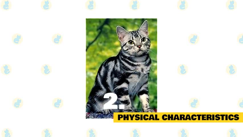 Fun Facts about the American Shorthair Cat