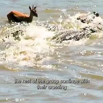 "Fierce Encounter: When Crocodile Clans Clash with Deer Herds"