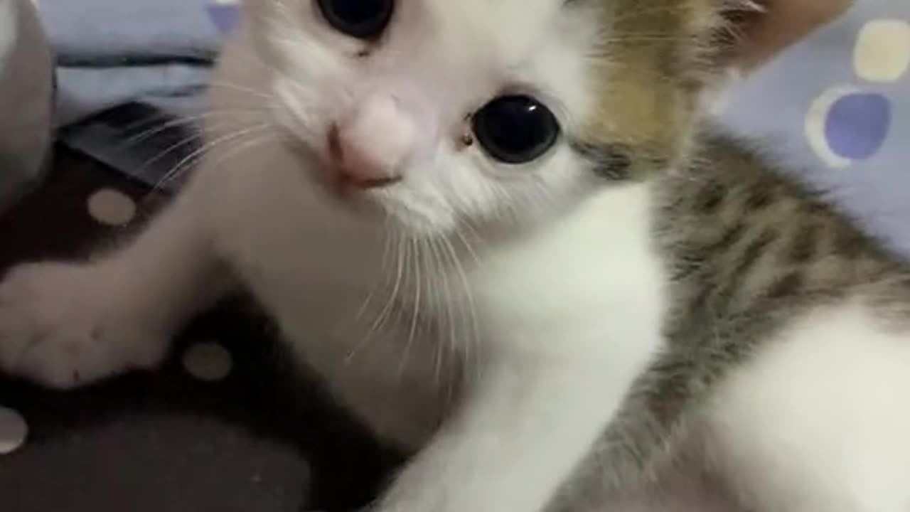 Mama Cat Takes Back Crying Kitten From Toddler