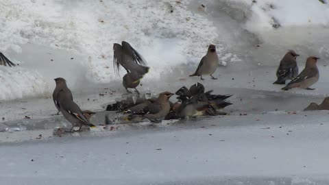 Waxwings Bathing