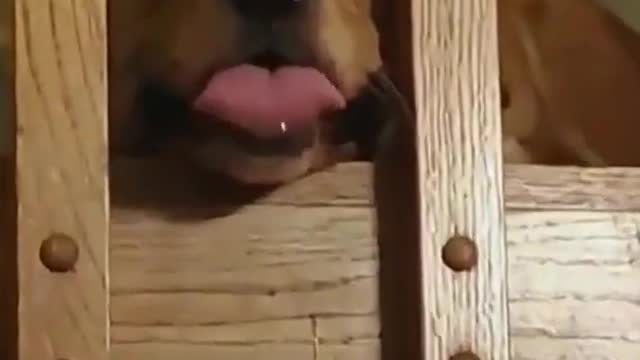 Just 1 bite pls fren (ig joeimmekus)