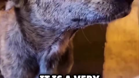 No one expected this Reaction of a stray Dog to a help 🥹❤️
