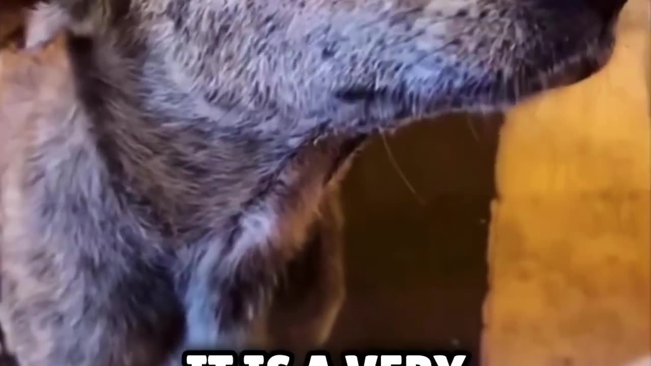 No one expected this Reaction of a stray Dog to a help 🥹❤️
