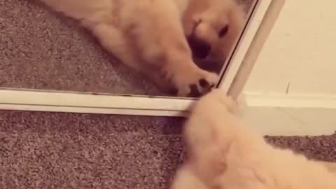 Just some puppy self love