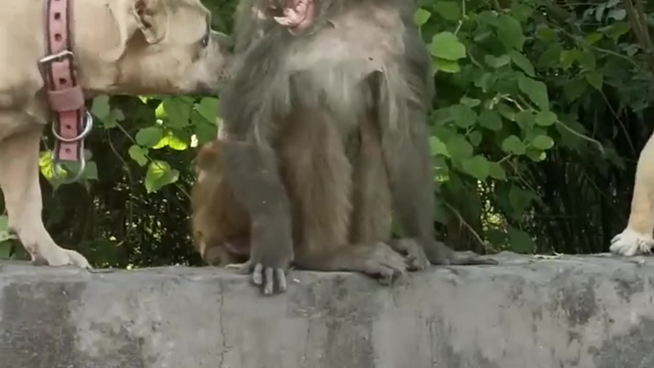 #dogvsmonkey #viral#Dog vs Monkey #shorts#ternding 🐵