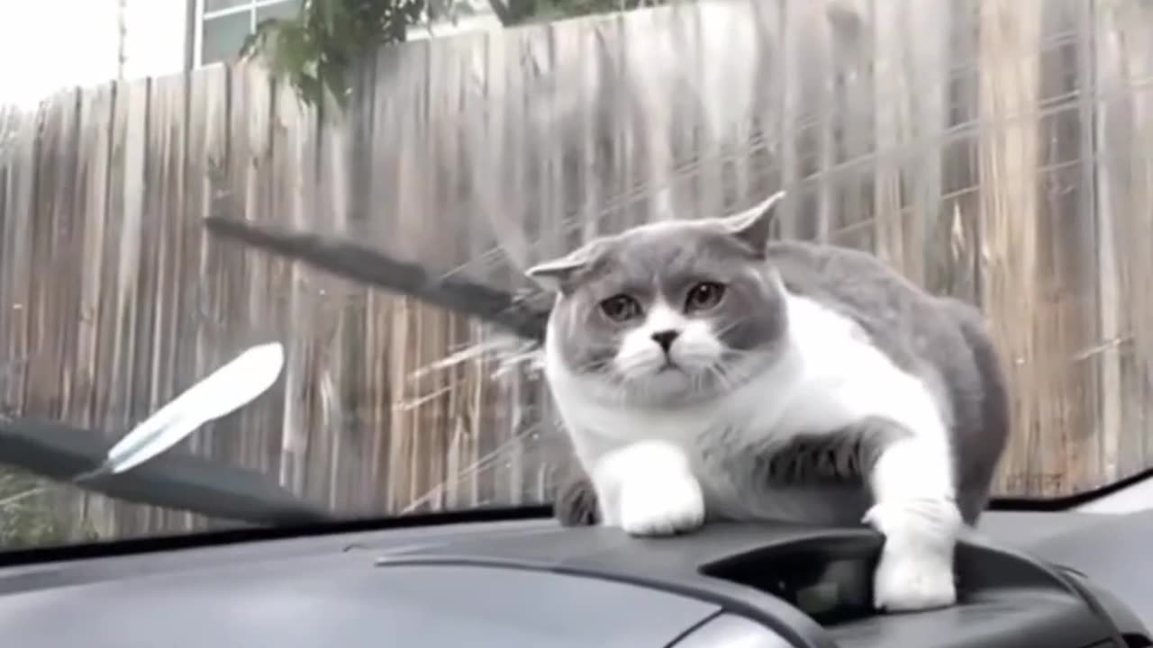 Omg So Cute Cat Funny Moments #10 Pending Max