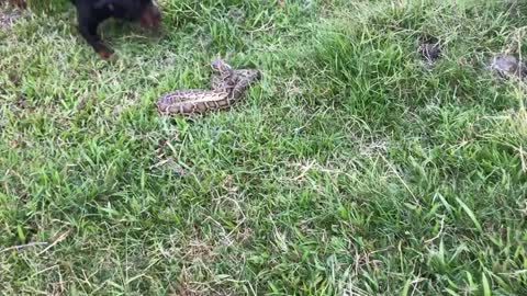 Pitbull dogs fight with giant python