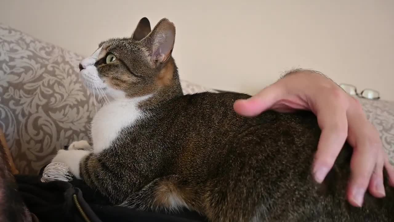 My Cat Comes Up To Knead Me!