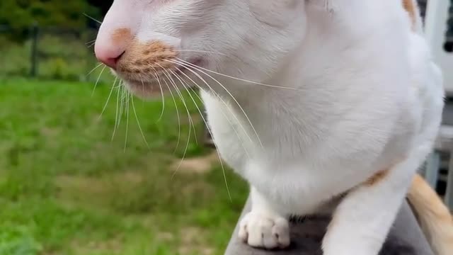 "Turkey hunting mode: activated"