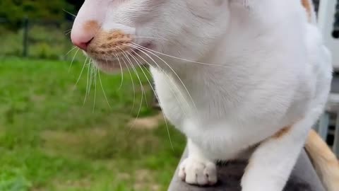 "Turkey hunting mode: activated"