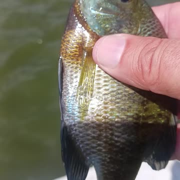 Bluegill kissena