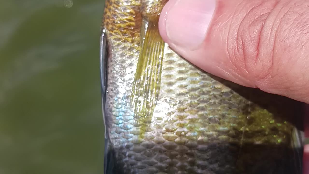 Bluegill kissena
