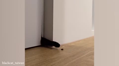 funny cat videos memes