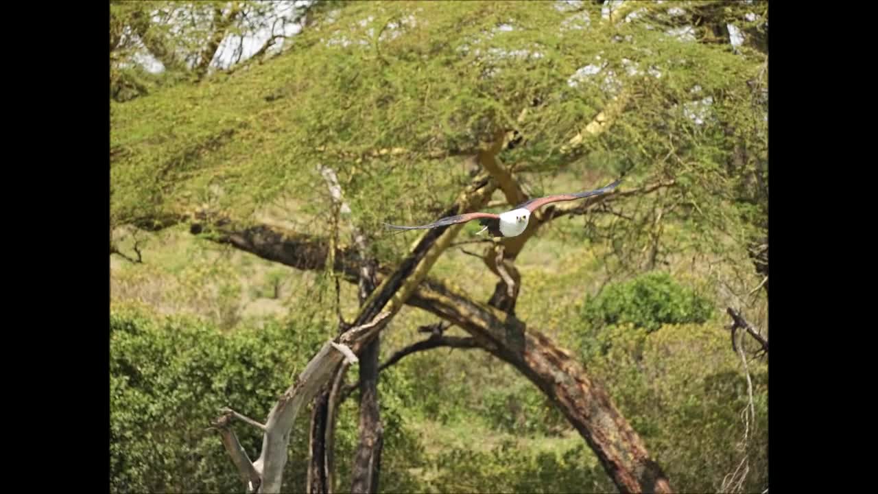 African Fish Eagle. Lake Naivasha, Kenya. Oct 2022