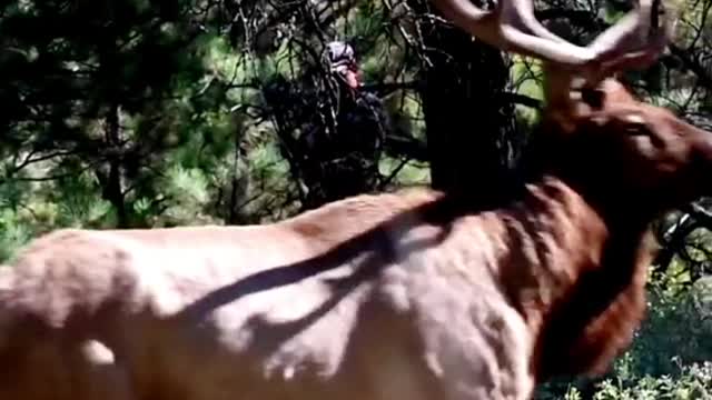 Hunter Aron The tank is coming#deerhunting #huntingseason #deer #bowhunter #archeryhunting #fyp