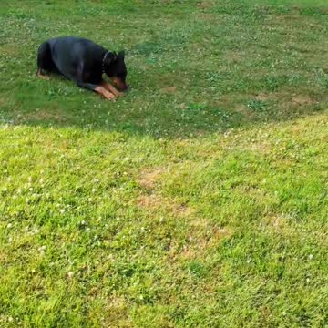 Looking For Butterflies