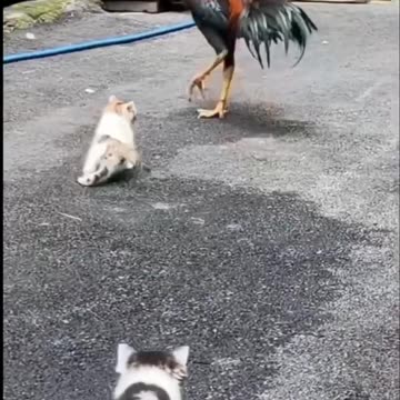 This kitten thought the rooster was his father