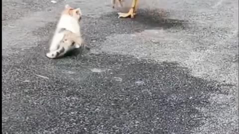 This kitten thought the rooster was his father