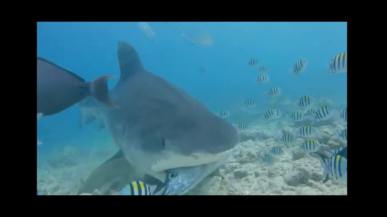 Tiger Shark encounter