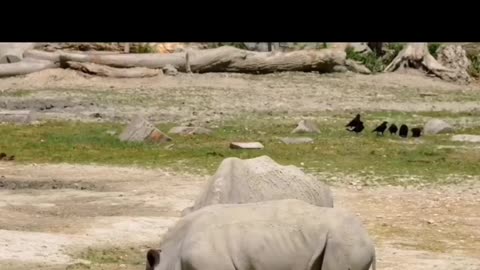 Funny Animals video 2023- Funiest Cats and Dogs video | bunbun Animlas |Best Funny Dogs #funnycats