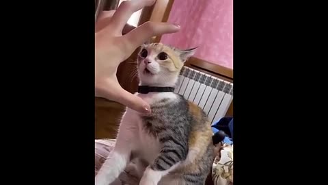 Funny animal video funny dog funny cat