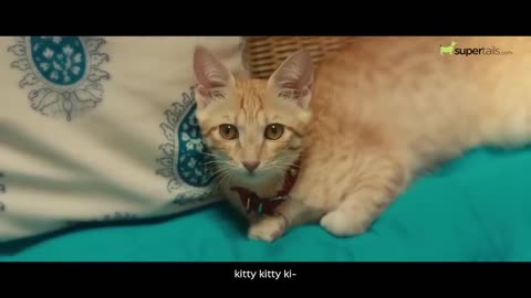 #cat videos