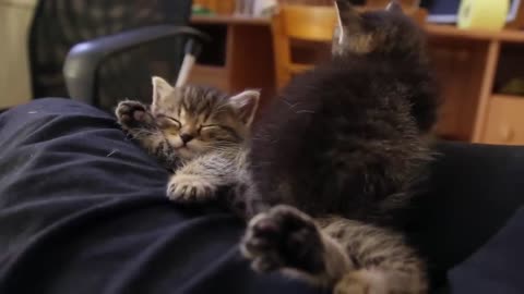 Cute kitten falling asleep