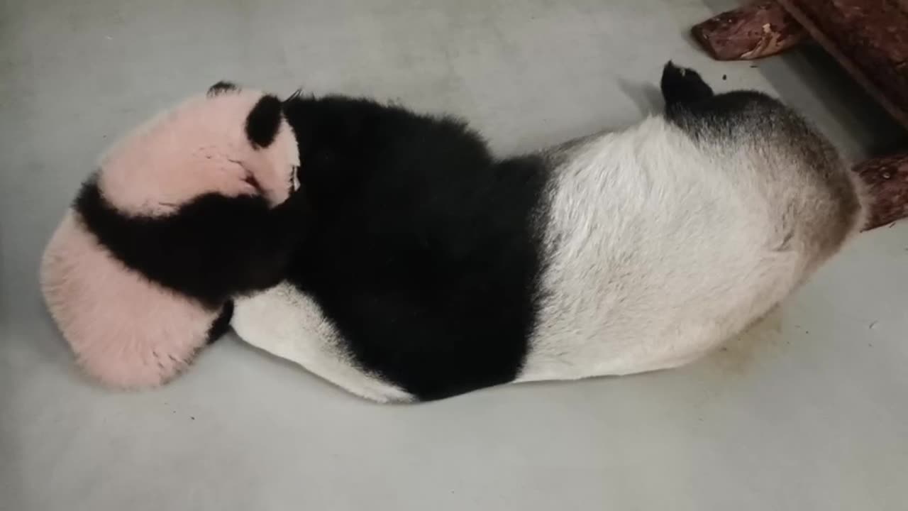 Little panda with mom