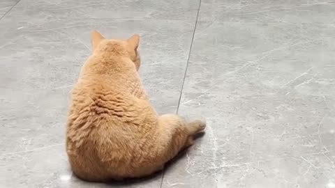 cat playing with football#