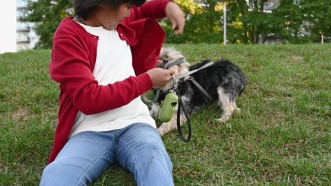 Boy playing with dog