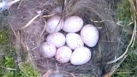 Bird nest from the beginning...