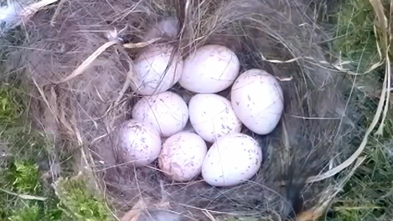 Bird nest from the beginning...