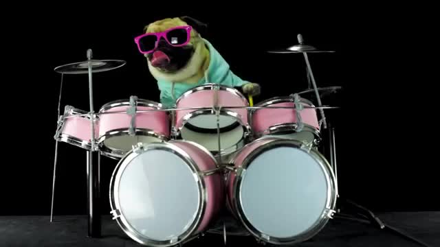 doggy music drum set video , pets video,