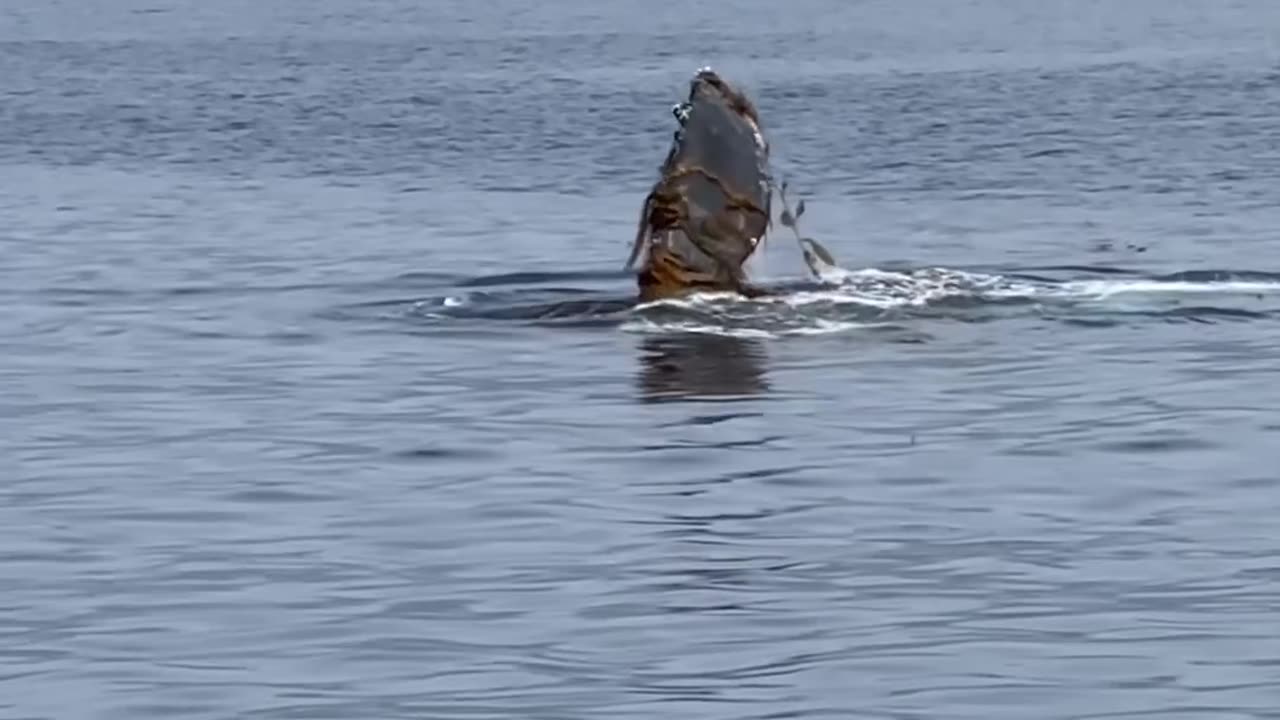 the natural view of whale fish just watched it. #whale #Catalina #Fishing #FishCatalina #whaleFish #Beach #LifeLike