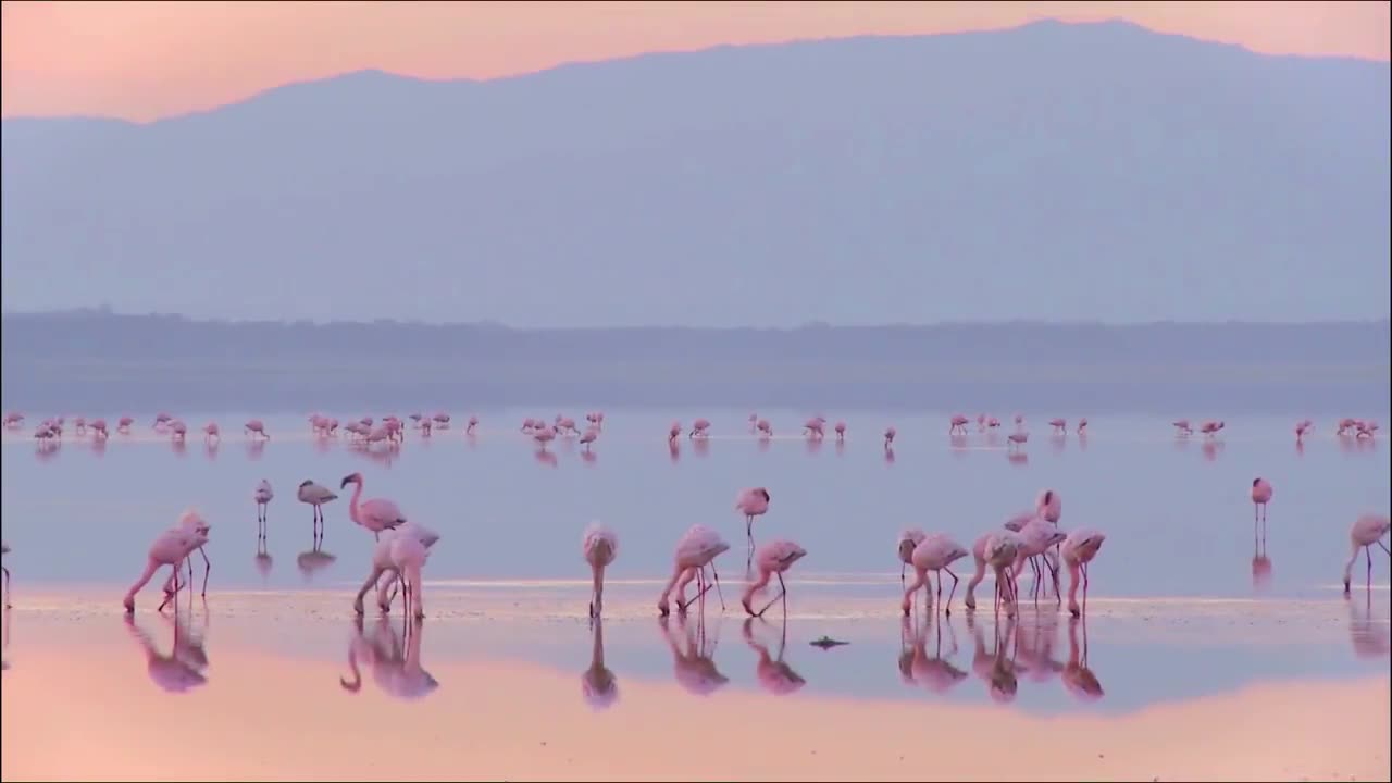 Ultimate Wildlife Collection in 8K Ultra HD HDR - Collection of Animals & Birds for 8K TV