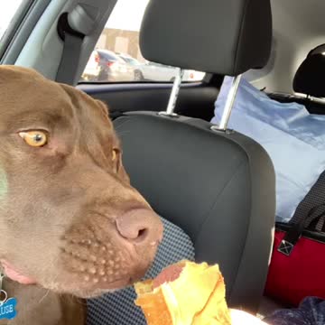 Hot dogs 🌭 yuuuummmmmm