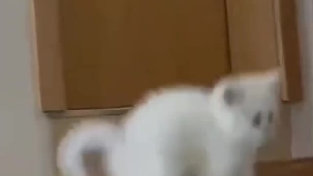 Cute cat looking in the mirror