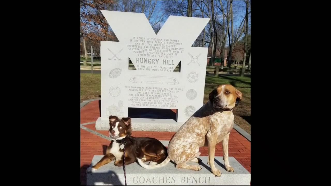 Dog Trainers _ Delmar Dog Trainers _ 2 Year Old American English Coonhound Mix, Cobi (Part 4