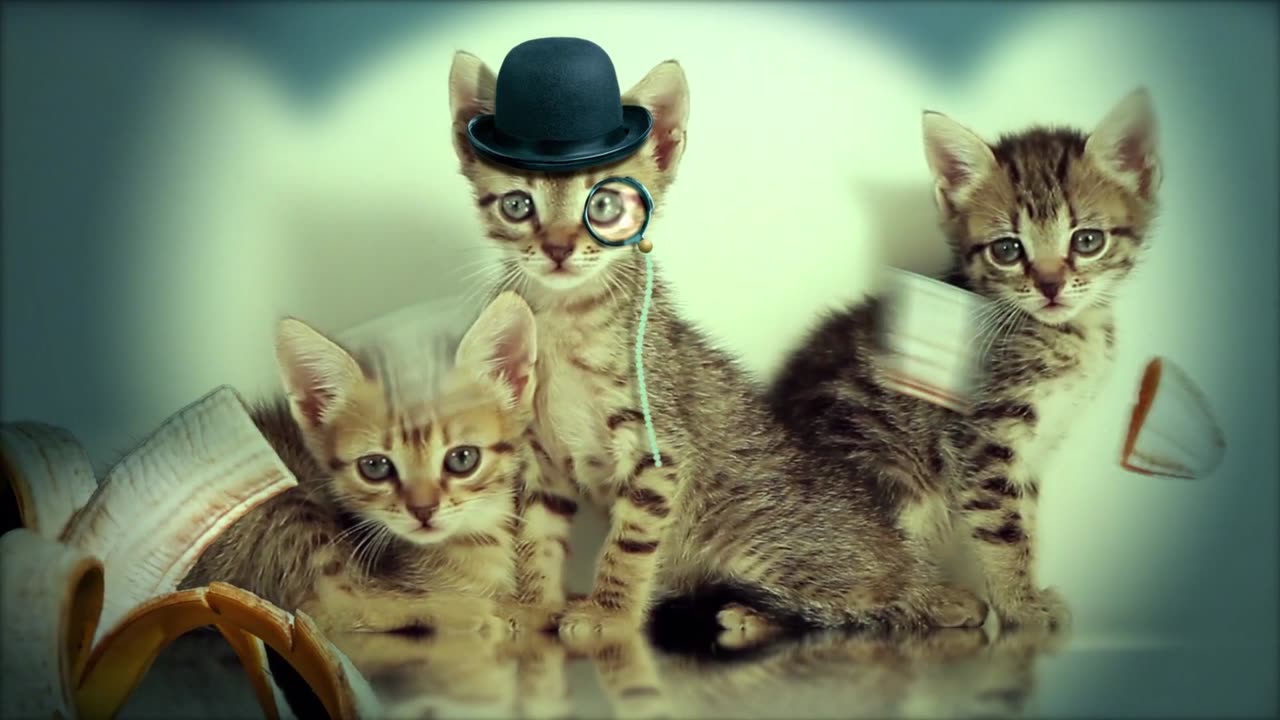 Cats, Kitty, Pets. funny videoooooo